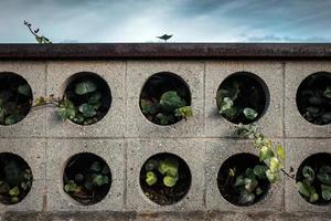 Plants in concrete planter photo