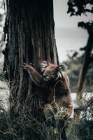 Koala bear in nature photo