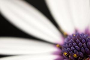 Purple and white flower photo