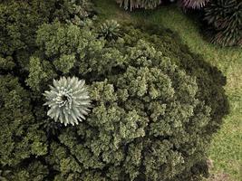 Aerial view of green trees photo