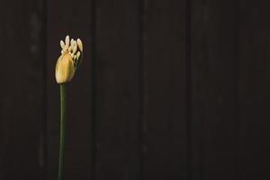 Capullo de flor amarilla sobre fondo oscuro foto