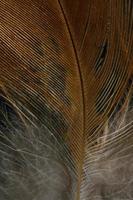 Brown and white feather photo