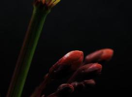 Red tulips in bloom photo