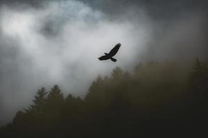 Bird flying above foggy landscape photo