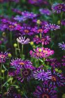 Purple trailing African daisies photo