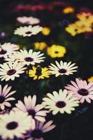 Close-up of colorful daisies photo