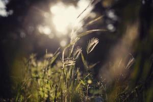 Wild grass in sunlight photo