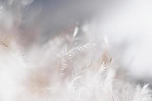 Close up photo of white feathers 