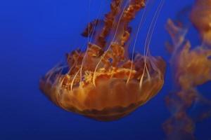 medusas bajo el agua foto