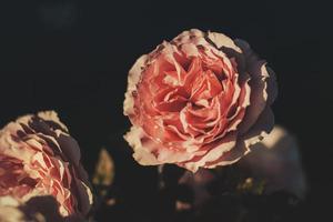 Pink rose in bloom photo