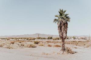 Palm tree in desert photo