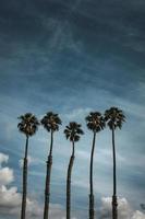 Palm trees against blue sky photo