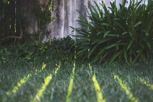 Sunlight shining on grass through fence photo