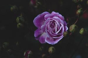 Close-up of purple rose photo