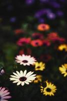 Colorful daisy flowers photo