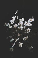 White flowers on black background photo