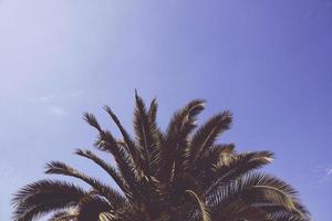 Palm tree under blue sky photo