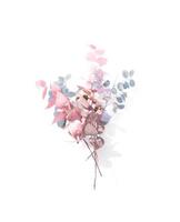 Pink and blue silver dollar eucalyptus leaves  photo