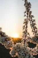 White flowers with sun flares photo