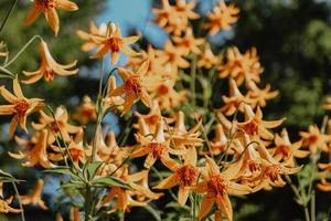 Group of tiger lilies photo