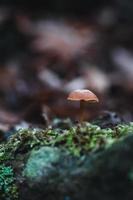 Brown mushroom in the forest photo