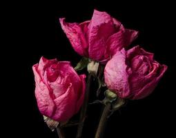 Three dried pink roses