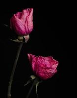 Two dried pink roses