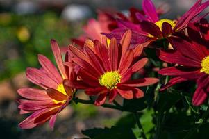 Flowers in the sun photo