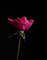 Single pink rose photo