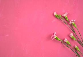 Pink flowers on pink background photo