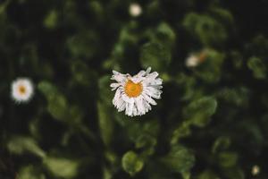 Top view of a worn daisy photo