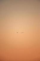dos gaviotas volando durante la puesta de sol