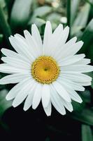 Daisy with huge petals photo