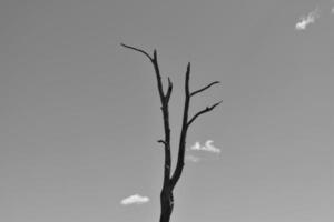 A leafless tree  photo