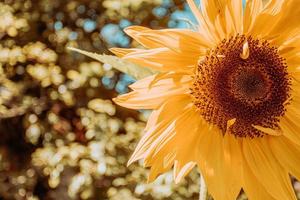 A bright sunflower during summer
