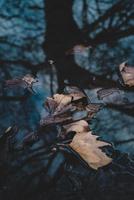 Brown leaves on body of water photo