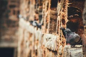 Gray pigeons together  photo