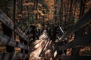 escaleras de madera en el bosque foto