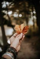 Close-up of hand holding leaf photo