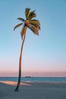 palmera de coco en la playa foto