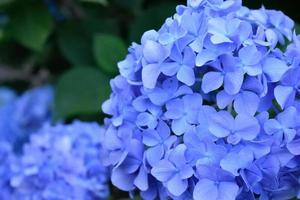 Close-up of blue hydrangeas photo