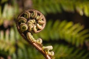 close up of fern frond