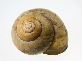 snail-shell photo