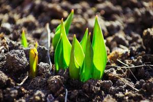 Macro view of sprout growing from seed, spring concept photo