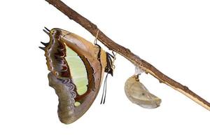 Nawab butterfly emerge from pupa