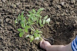 Hands holding seedlings and put in the hole