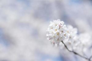 imagen de flor de cerezo flores de cerezo blancas