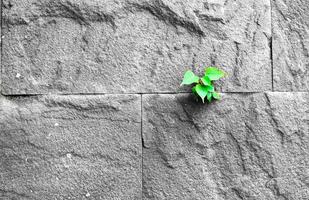 pipal leaf growing through crack in old sand stone wall