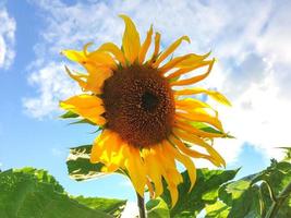 Blossoming sunflower on blue sky background.