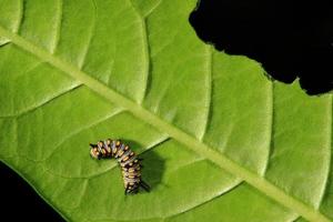 cute Caterpillar photo